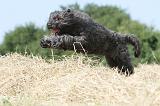 BOUVIER DES FLANDRES 007